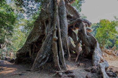 Banyan Ağacı ve Kökleri, Baphuon Tapınağı, Angkor Thom, Siem Reap, Kamboçya.
