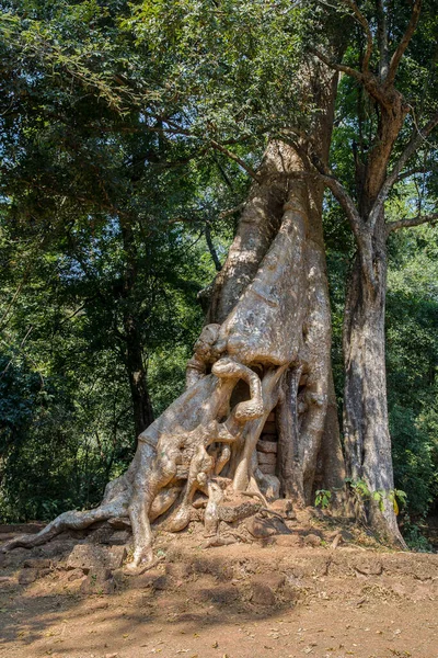 Banyan Tree Roots Baphuon Temple Angkor Thom Siem Reap Camboja — Fotografia de Stock