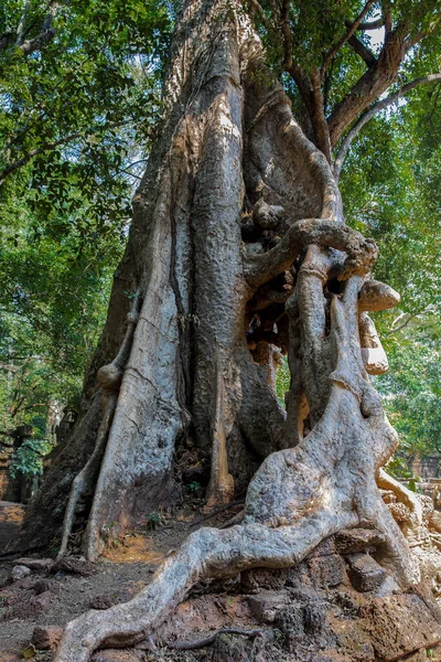 Banyan Tree Roots Baphuon Temple Angkor Thom Siem Reap Cambodge — Photo