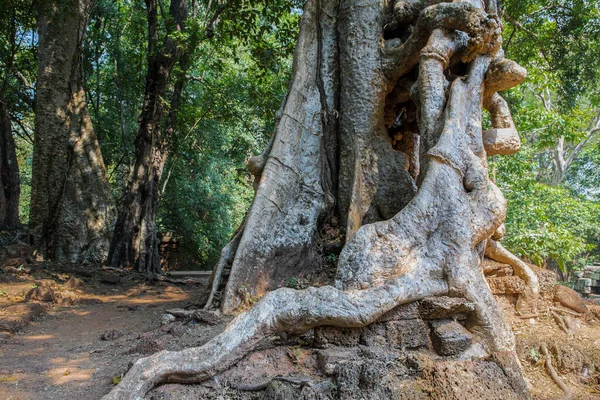 Banyan Baum Und Wurzeln Baphuon Tempel Angkor Thom Siem Reap — Stockfoto