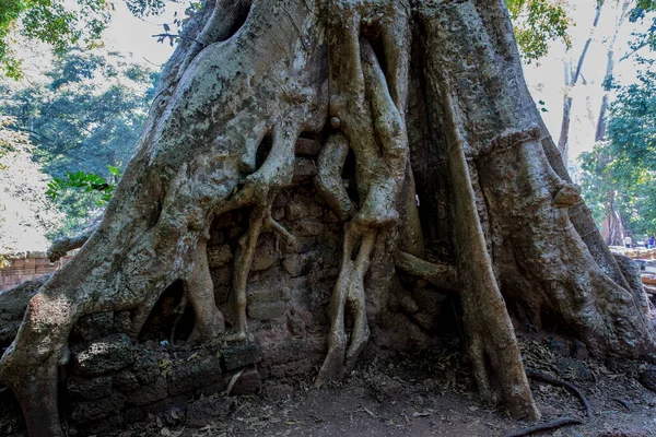 Banyan Baum Und Wurzeln Baphuon Tempel Angkor Thom Siem Reap — Stockfoto