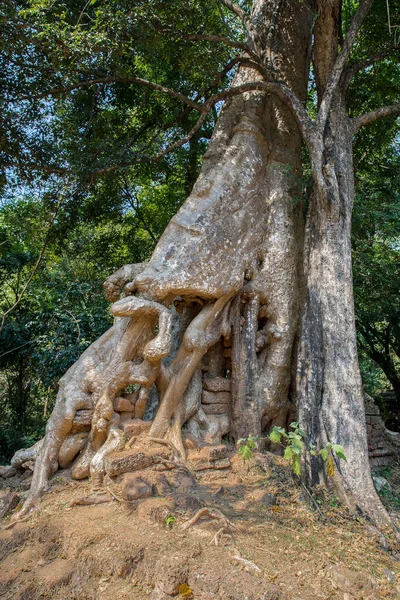 Banyan Tree Roots Baphuon Felle Angkor Thom Femm Reap Cambodia — стоковое фото