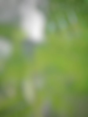 yeşil gradyan bulanık arkaplan, yeşil doğa duvar kağıdı