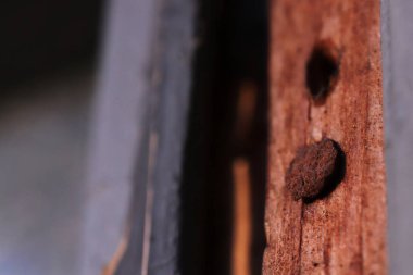 Sunshine Evening'de Yıpranmış Ahşap Paslı Çivi. Makro Yakın çekim.