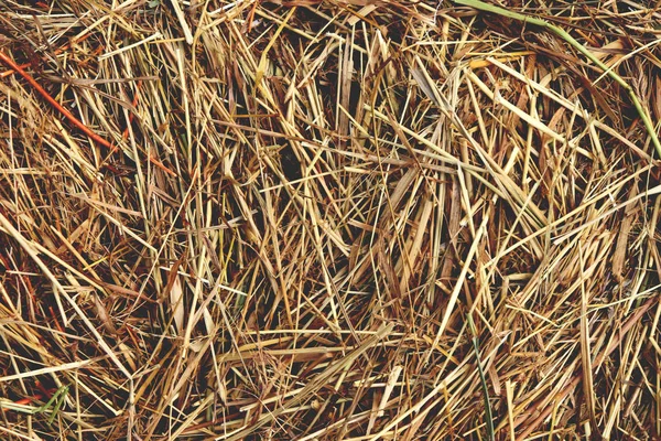 Hay Texture Dried Grass Background Farm Backdrop — Stock Photo, Image