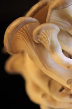 İstiridye mashrooms doku. Sağlıklı vejetaryen arka plan. Ayrıntılı makro portre.