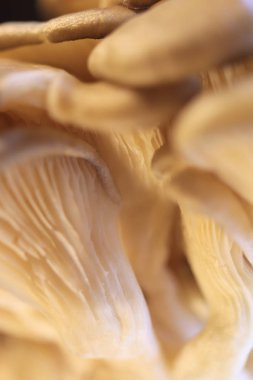 İstiridye mashrooms grup doku. Sağlıklı vejetaryen arka plan. Ayrıntılı makro portre.