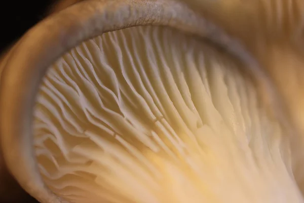 Oyster Mashroom Texture Detailed Fibers Healthy Vegetarian Background Macro Closeup — Stock Photo, Image