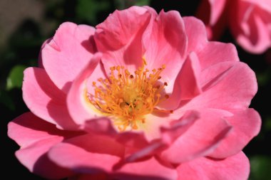 Yaprakları ve bud ortasındaki sarı stamens geliştirme ile pembe çiçek.