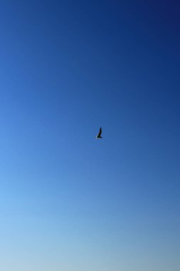 Bir martı açık açık gökyüzü sinekli kanatlar.