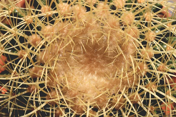 Prickly Surface Cactus Texture Macro Closeup Top View — Stock Photo, Image