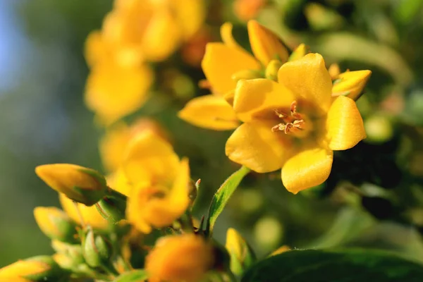 Molti Fiori Gialli Germogli Estate Sfondo Esterno — Foto Stock