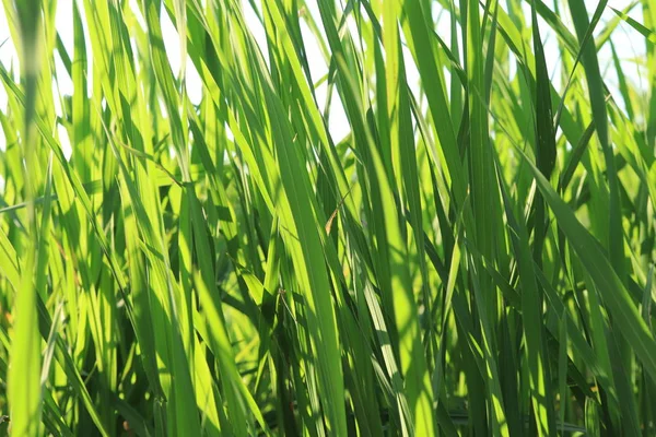 Large reeds leaves in a cane grove. Summer background texture.