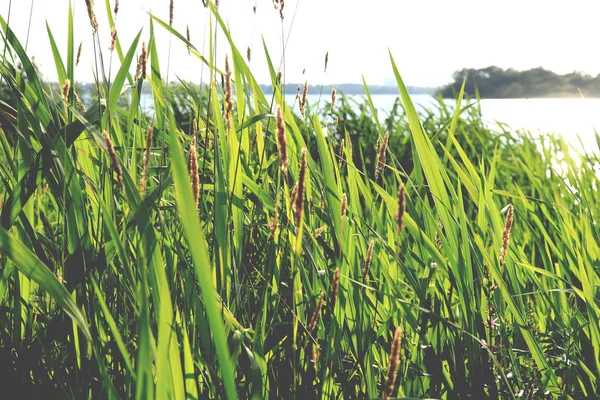 Large reeds leaves in a cane grove. Lake island on background. Summer texture.