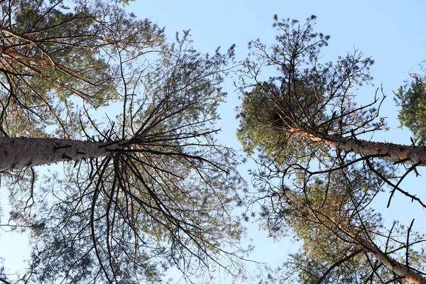 Bosque Pinos Cubre Paisaje Árboles Coníferas — Foto de Stock