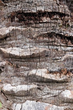 Palmiye ağacı kabuğu doku. Tropikal kaba ağaç yapısı arka plan.