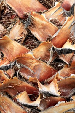 Tropikal ahşap kabuk yapısı arka plan dalları kes. Palmiye ağacı kabuğu doku.