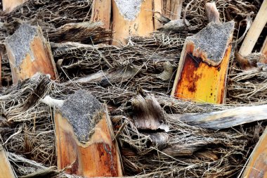 Tropikal ahşap kabuk yapısı arka plan dalları kes. Palmiye ağacı kabuğu doku.