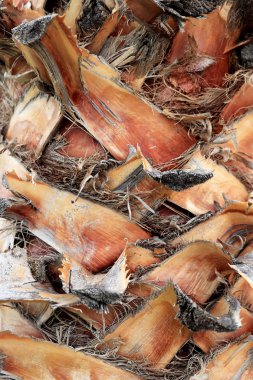 Tropikal kabuk ahşap yapı arka plan dalları kes. Palmiye ağacı kabuğu doku.