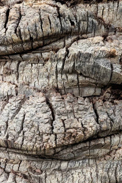 Pozadí Tropické Hrubé Struktury Dřeva Palm Tree Kůra Textura — Stock fotografie