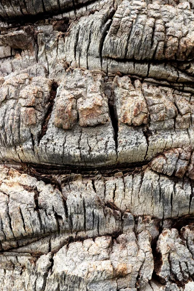 Palm Tree Texturou Kůry Tropických Hrubé Struktury Pozadí — Stock fotografie