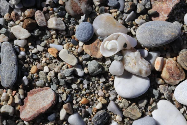 Βότσαλο Στη Θάλασσα Λευκό Κοχύλι Υφή Παραλία Πέτρες Επιφάνεια Θαλάσσιων — Φωτογραφία Αρχείου