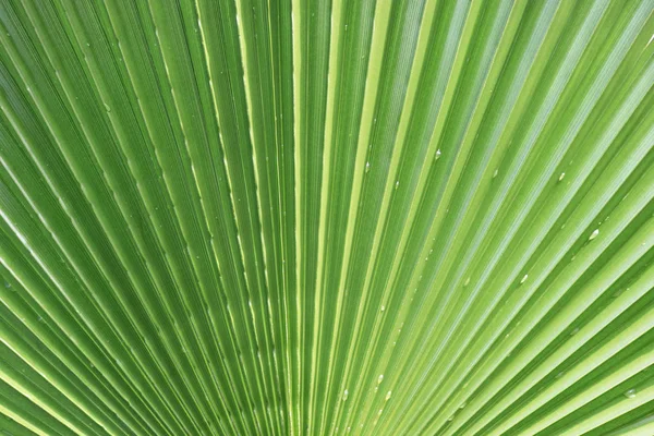 Tekstura Liści Palmowych Egzotyczne Tło Gałęzi Drzewa — Zdjęcie stockowe