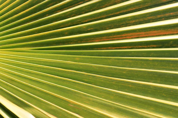Egzotyczne Drzewo Gałąź Tła Liści Palmowych Tekstury — Zdjęcie stockowe