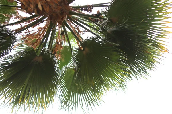 Palm Leafs Najlepszych Tekstur Egzotyczne Palmy Oddziałów Niebo — Zdjęcie stockowe