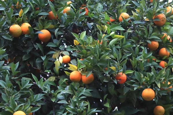 Vitamin Mezőgazdasági Textúra Mandarin Gyümölcs Textúra Citrus Mandarin Trópusi Brunches — Stock Fotó