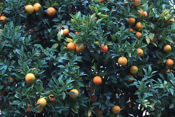 Agrumi Mandarino Brunch Tropicali Ingegno Frutta Mandarino Struttura Albero Frutti — Foto Stock