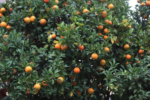 Mandarino Struttura Albero Frutti Agrumi Mandarino Brunch Tropicali Ingegno Frutta — Foto Stock