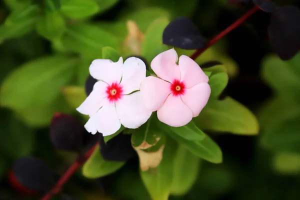 Deux Fleurs Blanches Douces Aux Feuilles Vertes — Photo