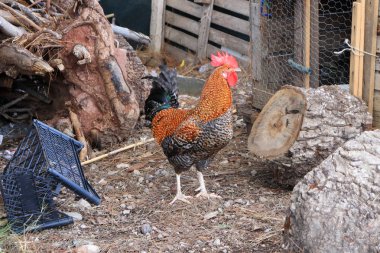 Onun çiftlik çiftçi horoz korur