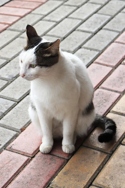 stock image Cat is sitting on the pavement