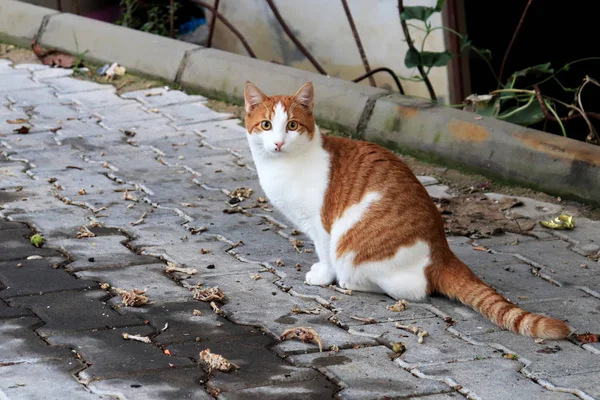 Gato Rojo Asustado Listo Para Asustar Correr — Foto de Stock