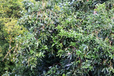 Avokado ağacı bahçede. Verimli tropikal orman.