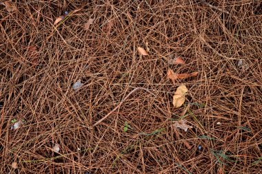 Brown köknar iğneleri arka plan kurumuş. Kuru Çam iğneleri doku. Orman kat zemin.