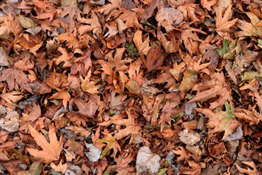 Kuru doku bırakır. Kurutulmuş orman kat zemin. Yaklaşık arka plan.
