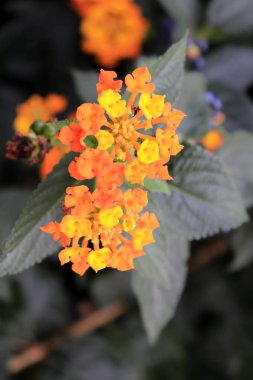 Bir çok kırmızı sarı çiçekler.