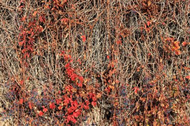 Duvar düşen yapraklar ile yabani üzüm ile büyümüş.