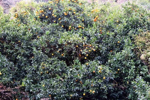 Orangenbäume Zitrusfrüchte Pflanzen Wald Hintergrund — Stockfoto