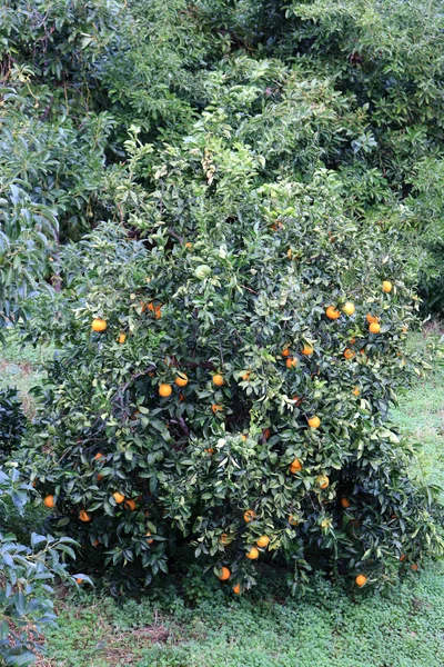 Orangenbaum Garten Tropisches Zitrusholz — Stockfoto