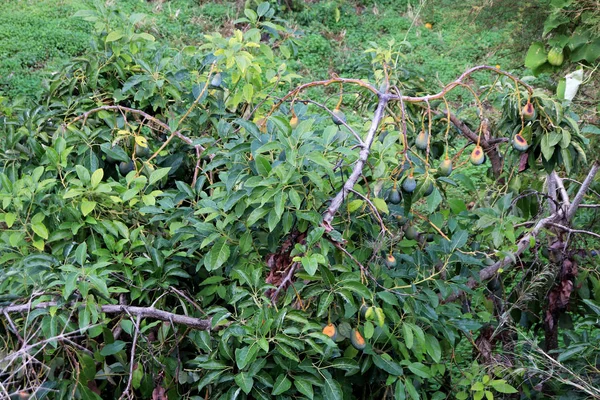 花园里的鳄梨树 果泛果的热带木材 — 图库照片