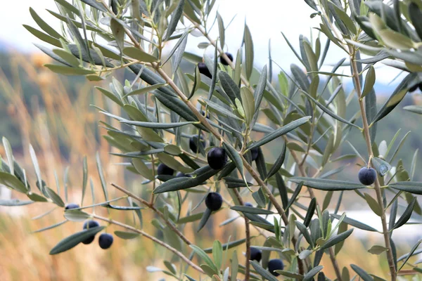Olivenbaum Mit Olivenfrüchten Den Zweigen — Stockfoto