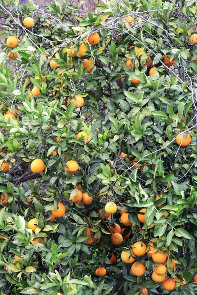 Citrus Háttér Narancsfa Textúra — Stock Fotó