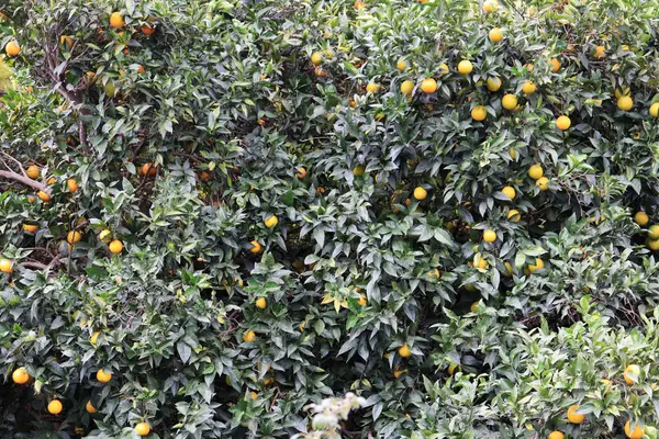 Orangenbaumtextur Zitrusholz Hintergrund — Stockfoto