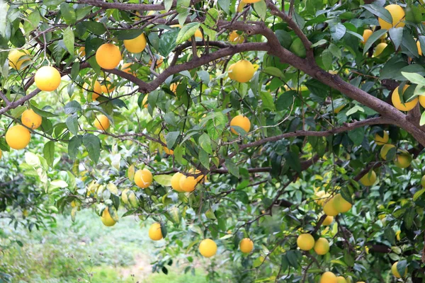 A branch of an orange tree with ripe fruits