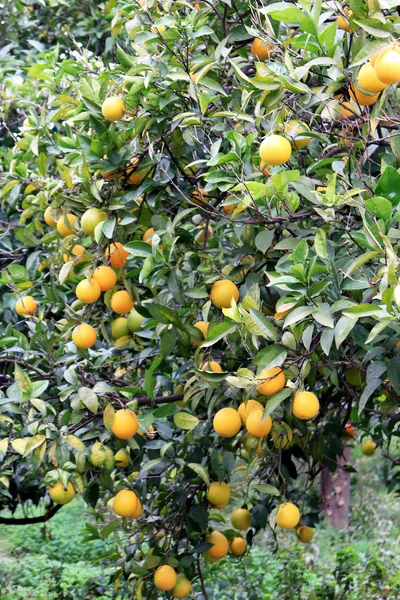 Érett Narancssárga Gyümölcsöt Villásreggelit Citrus — Stock Fotó