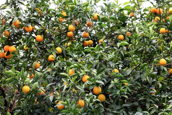Érett Narancssárga Gyümölcsöt Villásreggelit Citrus Háttér — Stock Fotó